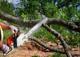  Pelican Bay, FL Tree Care Services Pros