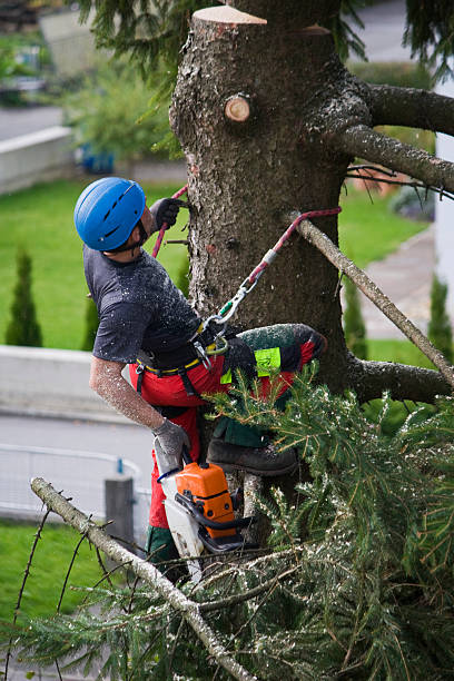 Best Hazardous Tree Removal  in Pelican Bay, FL