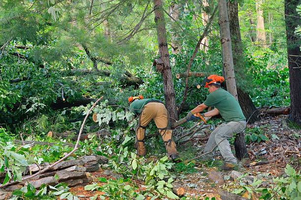 Best Tree Mulching  in Pelican Bay, FL