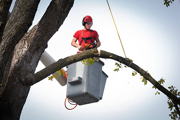 How Our Tree Care Process Works  in  Pelican Bay, FL