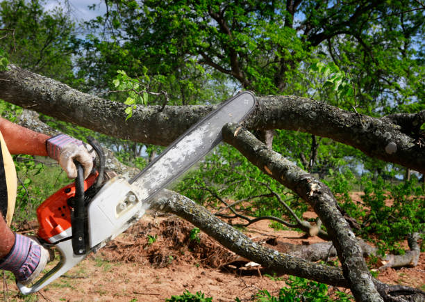 Best Emergency Tree Removal  in Pelican Bay, FL